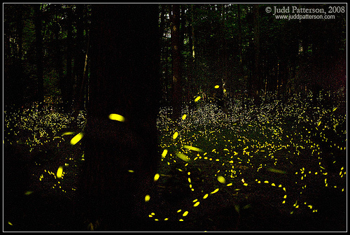 Delayed exposure of fireflies in Great Smoky Mountains National Park. Photinus carolinus fireflies.