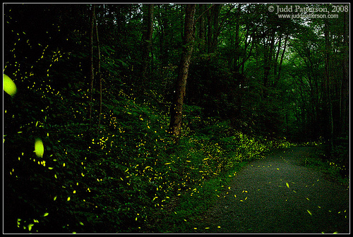 Fireflies in Great Smoky Mountains National Park. Photinus carolinus.