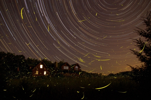 Fireflies and Star Trails in the Night's Sky