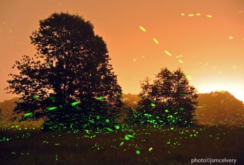 Massachusetts Fireflies at Sunset