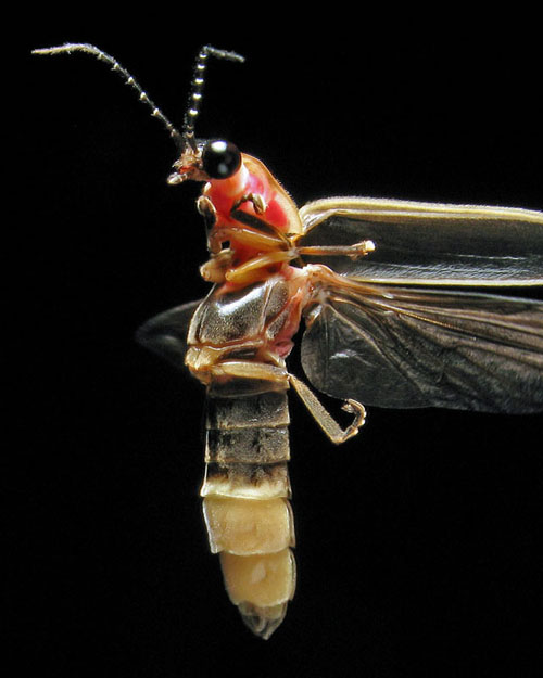closeup of firefly Photinus Pyralis