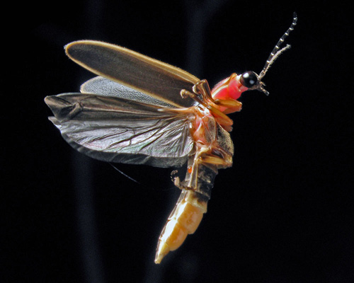 Photinus Pyralis Eastern USA firefly