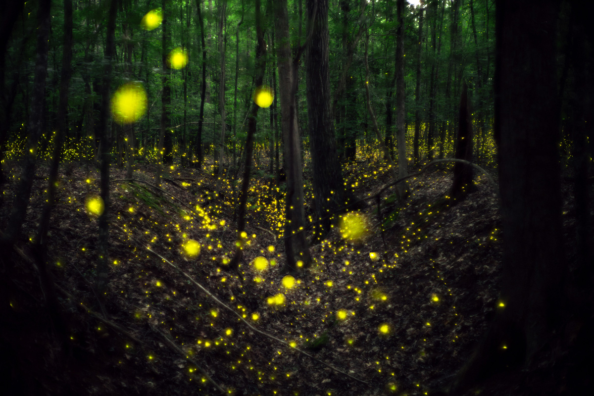 Synchronous fireflies flashing in a Georgia forest near Athens, GA. Photo by Mark Magnerella