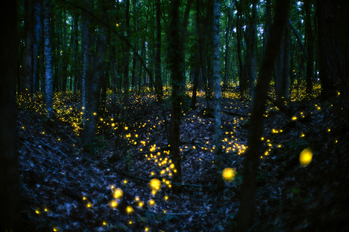 View showing synchronous fireflies flashing up a sloping hill in the forest near Athens, GA. Photo by Mark Magnerella