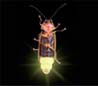 closeup of firefly Photinus Pyralis