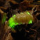 Glowworm