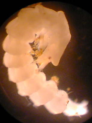 Example of a firefly larvae eggs glowing