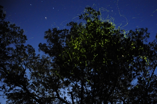 Southeast Asian fireflies in Mangrove trees