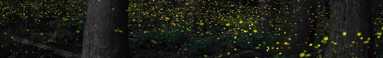 get-involved-firefly-conservation-research