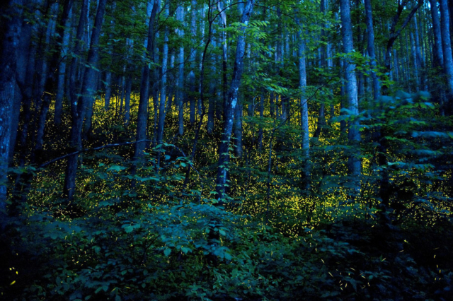 Fireflies in Great Smoky Mountains by Katrien-Vermeire