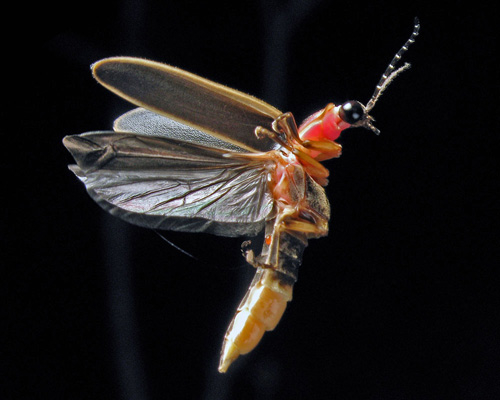 Photinus pyralis firefly in flight