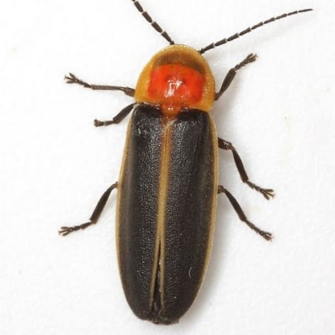 Photinus concisus male