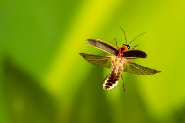 firefly-firefly-lightning-bug-facts-pictures-information