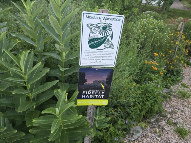 Firefly Habitat and Monarch Waystation signs in a yard in Ohio