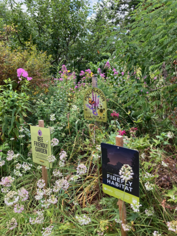 This image shows a certified firefly and wildlife habitat sign in Lisa Wolfe's habitat in Boston, MA.